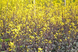 油菜花田