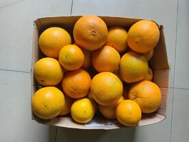 脐橙
