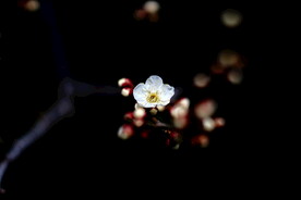 盛开的花朵花瓣