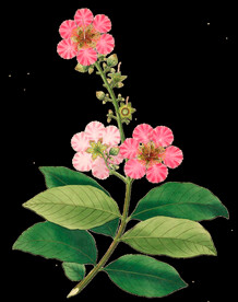 英式复古玫瑰花卉艺术装饰PNG