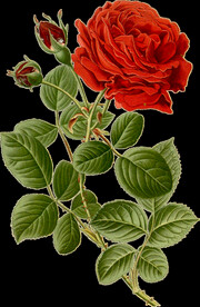 英式复古玫瑰花卉艺术装饰PNG