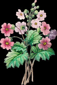 英式复古玫瑰花卉艺术装饰PNG