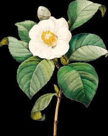 英式复古玫瑰花卉艺术装饰PNG