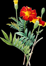 英式复古玫瑰花卉艺术装饰PNG