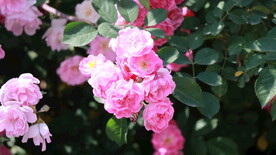 红色蔷薇花
