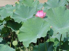荷花绽放