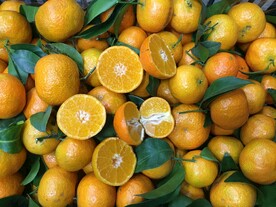 砂糖橘