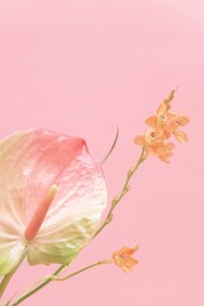 花烛