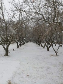 雪景