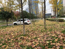 秋叶