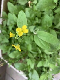 油菜花开了