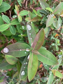 雨后黄丝桃树