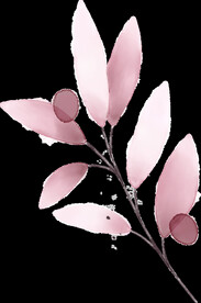 粉色花型叶子植物