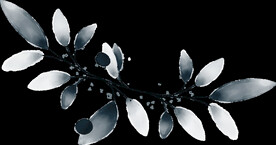 粉色花型叶子植物