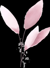 粉色花型叶子植物