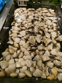 沙贝