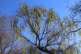 树枝枯叶