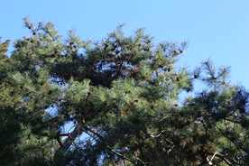 松枝 