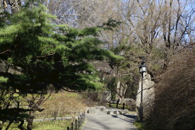 松枝