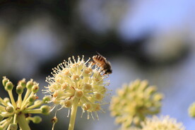 蜜蜂采花