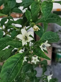 辣椒花 