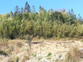 新农村面貌良田沃地造林植树