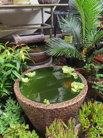 水景