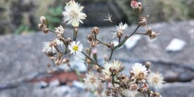 钻叶紫菀花果叶图