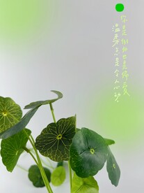 绿叶的情意
