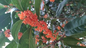 八月桂花