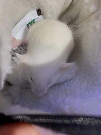 花枝鼠
