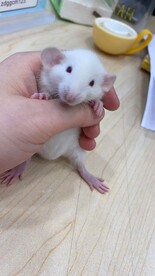 花枝鼠 