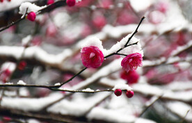 雪中梅花