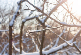 被雪覆盖的树枝