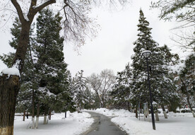 大雪后的森林公园雪景