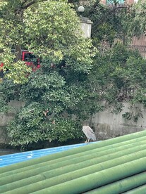 一只鸟
