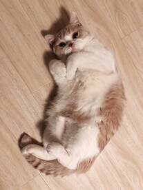 卖萌猫