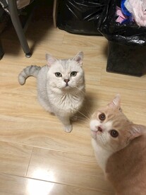 两只猫