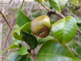 茶花种子