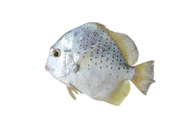 海鲜鱼 