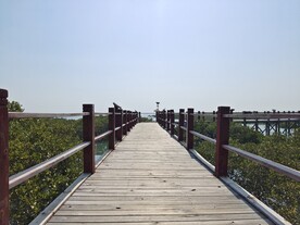 北海 红树林 候鸟
