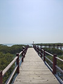 北海 红树林 候鸟