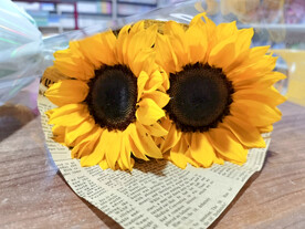 泰迪向日葵静物拍摄金色