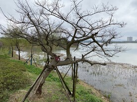 菩提