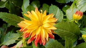 小丽花花卉