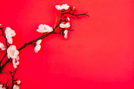 梅花摄影图