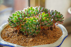 一撮沙上的一簇小多肉