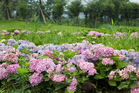 绣球花