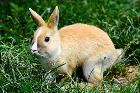 兔子