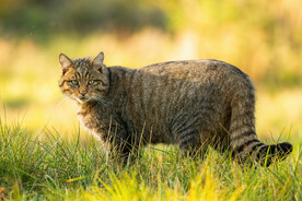 野猫